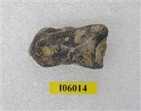 藏品(動物指骨化石)的圖片